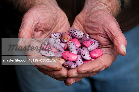 A man holding a handful of runner bean seeds, speckled pink, purple and brown.
