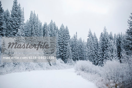 The mountains in winter, pine forests in snow.