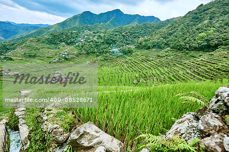 rice paddy terrace fields between banaue and batad infugao Luzon in Philippines