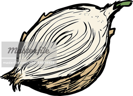 Hand drawn single raw white onion cut in half over white background