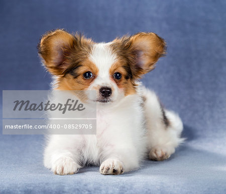 Cute Papillon puppy lying on a blue background