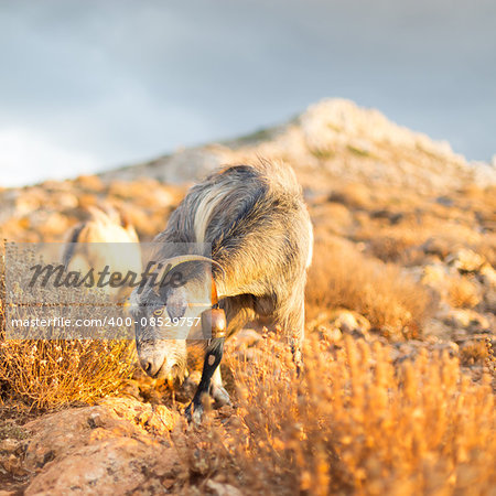 Domestic goat in mountains on Greek Mediterranean island Crete. Dramatic warm light and weather before the sunset.