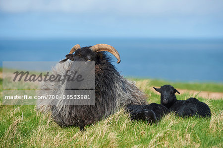Close-up of a Heidschnucke sheep in spring on Helgoland a small Island of northern Germany