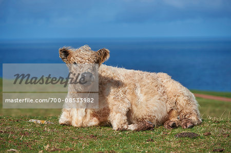 Close-up of a highland cattle (Bos taurus) in spring (april) on Helgoland, a small Island of northern Germany Close-up of a highland cattle (Bos taurus) in spring (april) on Helgoland, a small Island of northern Germany