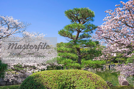 Cherry blossom in Ninomaru Garden, Nijo castle(Nijo-jo), Kyoto, Japan