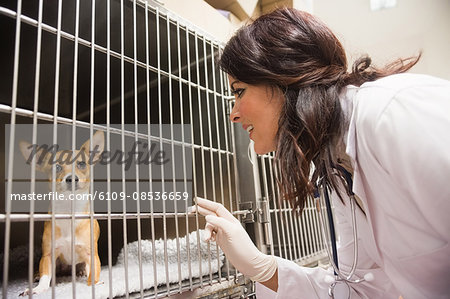 Veterinarian monitoring sick dog in cage