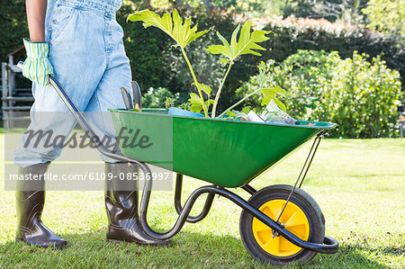 Man carrying sapling in a wheelbarrow