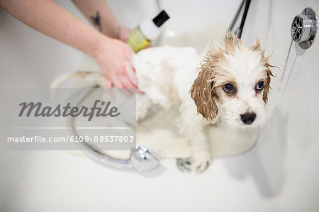 Vet giving shower to dog