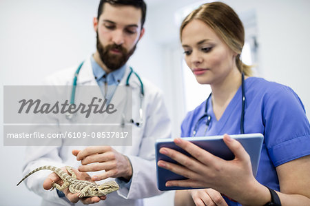 Vet examining a lizard with digital tablet