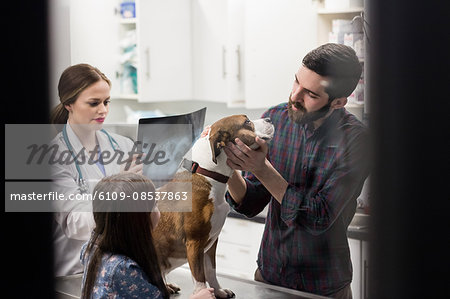 Owner playing with their dog while vet looking x-ray in background