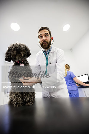 Vet examining dog