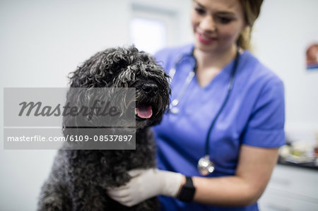 Vet examining dog