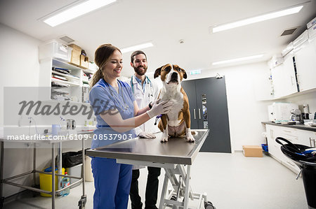 Vets examining dog