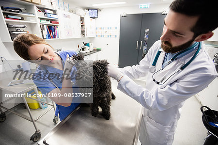 Vets examining dog