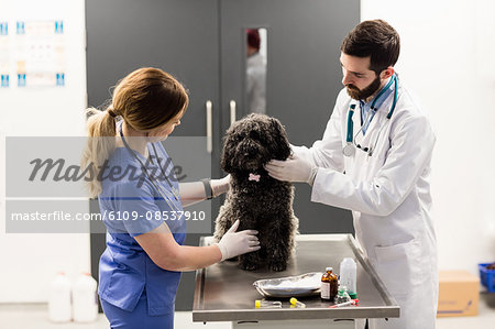 Vets examining dog