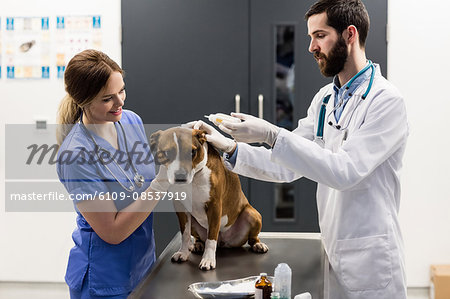 Vets putting drops on dogs ear