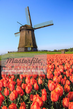 Red and orange tulip fields and the blue sky frame the windmill in spring, Berkmeer, Koggenland, North Holland, Netherlands, Europe