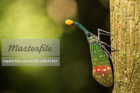 Orange-tip lantern fly (Pyrops intricata), Indonesia, Southeast Asia