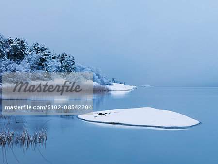 Trees by lake in winter