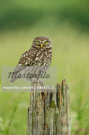 Little owl (Athene noctua), Yorkshire, England, United Kingdom, Europe