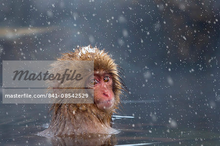 Japanese macaque (Snow monkey) (Macata fuscata), relaxing in a hot spring, Jigokudani Yaen-Koen, Nagano Prefecture, Japan, Asia