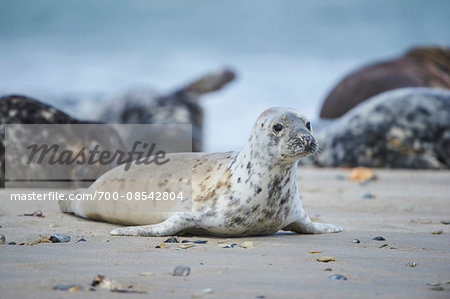 Close-up of Eaater Atlantic harbor seal (Phoca vituliana vitulina) in spring (april) on Helgoland, a small Island of northern Germany