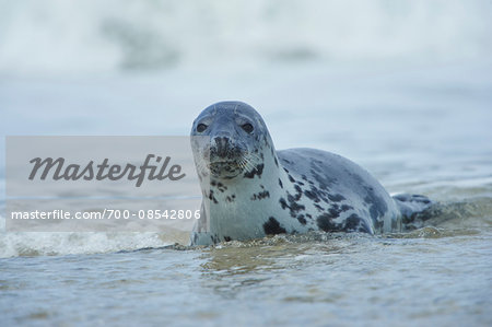Close-up of Eastern Atlantic harbor seal (Phoca vituliana vitulina) in spring (april) on Helgoland, a small Island of Northern Germany