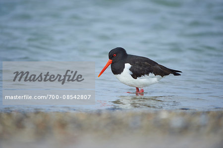 Close-up of Eurasian oystercatcher (Haematopus ostralegus) in spring (april) on Helgoland, a small Island of Northern Germany