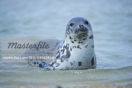 Close-up of Eastern Atlantic harbor seal (Phoca vituliana vitulina) in spring (april) on Helgoland, a small Island of Northern Germany