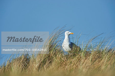 Close-up of Yellow-legged gull (Larus michahellis) in spring (april) on Helgoland, a small Island of Northern Germany