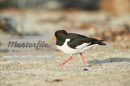 Close-up of Eurasian oystercatcher (Haematopus ostralegus) in spring (april) on Helgoland, a small Island of Northern Germany