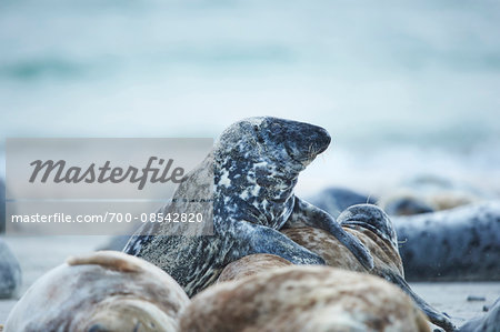 Close-up of Eastern Atlantic harbor seals (Phoca vituliana vitulina) in spring (april) on Helgoland, a small Island of Northern Germany