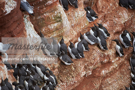 View of coastal cliffs used by nesting seabirds, with common murres (Uria aalge) in spring (april) on Helgoland, a small Island of Northern Germany