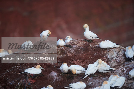 Northern gannets (Morus bassanus) perched on sea cliffs in spring (april) on Helgoland, a small Island of Northern Germany Northern gannets (Morus bassanus) perched on sea cliffs in spring (april) on Helgoland, a small Island of Northern Germany