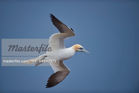 Close-up of Northern gannet (Morus bassanus) flying in spring (april) on Helgoland, a small Island of Northern Germany