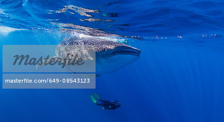 Whale Shark with diver swimming underneath