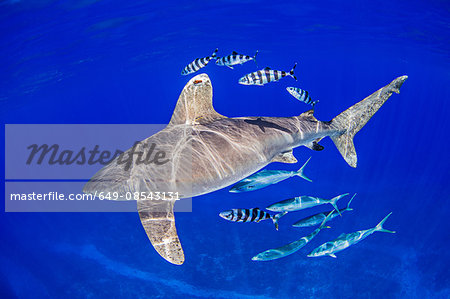 Oceanic Whitetip Shark with pilot fish and rainbow runners around it