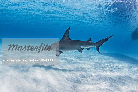 Great Hammerhead Shark swimming near seabed