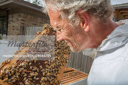 Beekeeper examining hive frame