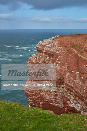 View of coastal cliffs used by nesting seabirds, with northern gannets (Morus bassanus) and common murres (Uria aalge) in spring (april) on Helgoland, a small Island of Northern Germany