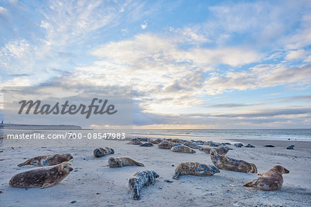 Landscape with Eastern Atlantic Harbor Seals (Phoca vitulina vitulina) lying on Beach in Spring on Helgoland, Germany