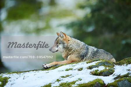 Portrait of Eurasian Wolf (Canis lupus lupus) in Spring on Snowy Morning in Bavarian Forest, Bavaria, Germany