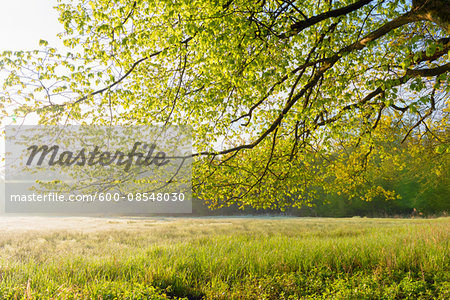 Tree Branch and Meadow in Spring, Hesse, Germany