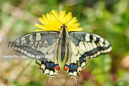 Old World Swallowtail (Papilio machaon) on Common Dandelion (Taraxacum officinale) in Meadow, Upper Palatinate, Bavaria, Germany