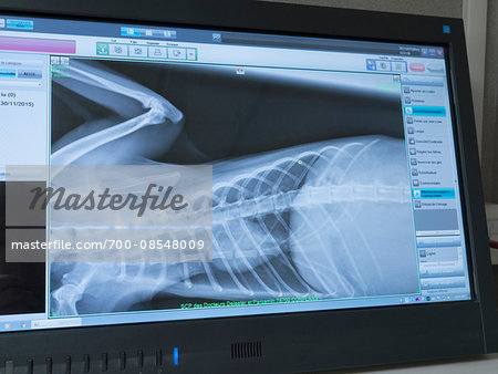 Monitor screen with x-ray of torso in a veterinary clinic