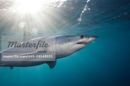 Underwater view of shortfin mako shark (Isurus oxyrinchus) swimming below sunbeam, West Coast, New Zealand