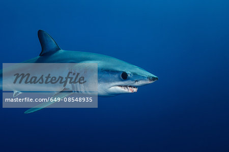 Underwater view of shortfin mako shark (Isurus oxyrinchus) swimming, West Coast, New Zealand