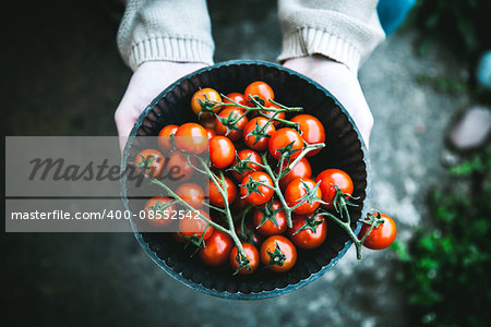 Tomato harvest. Farmers hands with freshly harvested tomatoes.