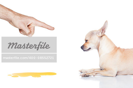 chihuahua dog being punished for urinate or pee  at home by his owner, isolated on white background