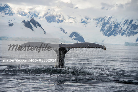 Humpback Whale tail with iceberg on backgrownd
